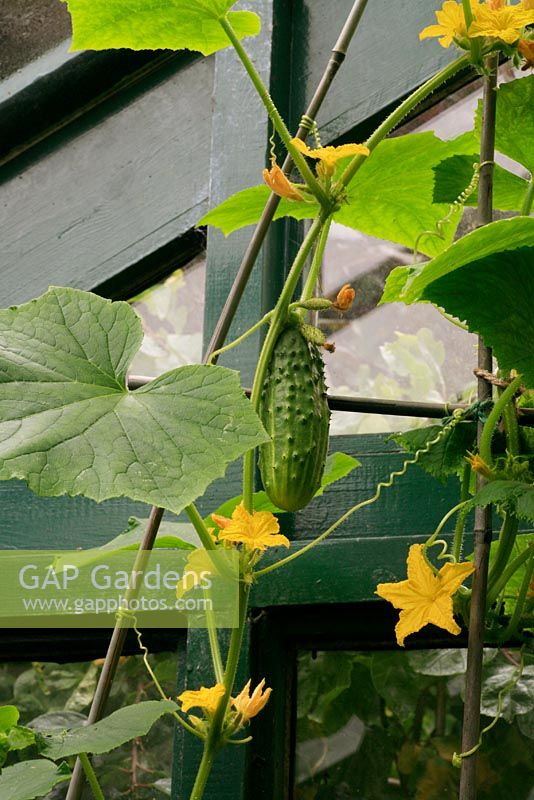 Cucumber 'Bushy' showing the prickly fruit, leaves, male and female flowers and tendrils