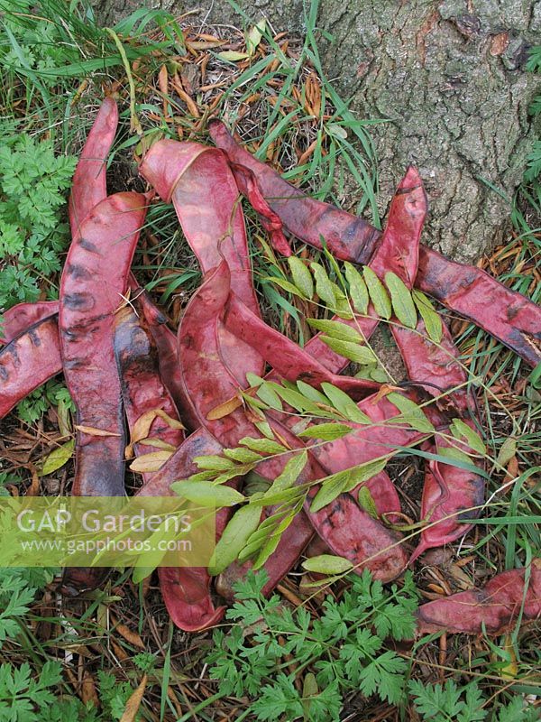 Fallen red seed pods and leaves of the Honey Locust, Gleditsia triacanthos                              