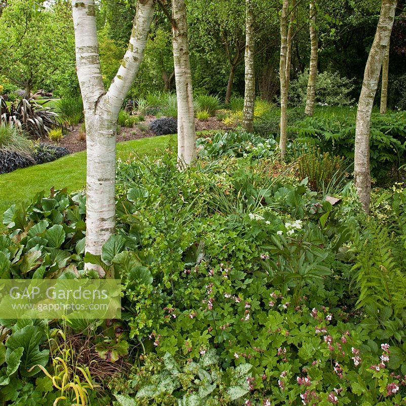 Mature Betula - Birch in borders with herbaceous perennials in woodland garden at Bancroft Farm NGS, Staffordshire, UK in May