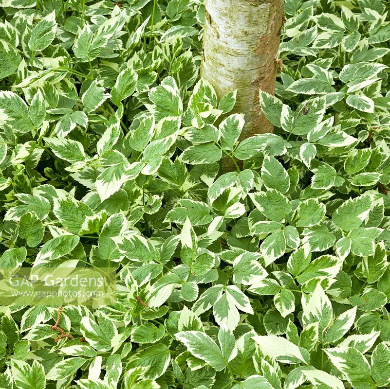 Aegopodium podagraria 'Variegatum' - Ground Elder at Bancroft Farm NGS, Staffordshire, UK in May