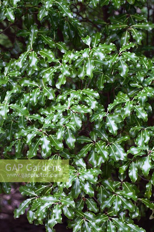 Pittosporum tenuifolium foliage