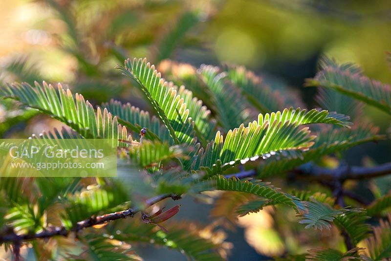 Metasequoia glyptostroboides - Dawn Redwood foliage in autumn