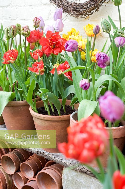 Pots of Tulips in spring display - varieties including Tulipa 'Electra', 'Golden Nizza' and 'Blue Diamond'