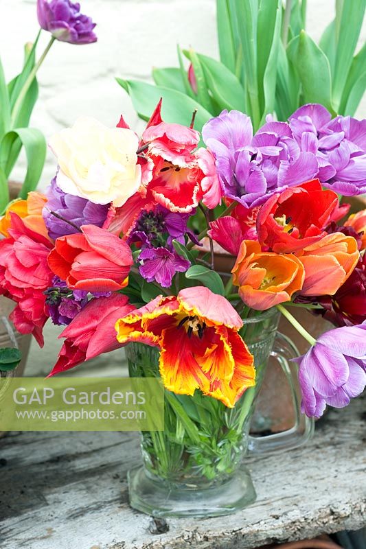 Colourful cut Tulips in glass jug