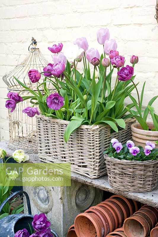 Tulips in wicker basket - Tulipa 'Blue Diamond', T. 'Candy Prince' and T. 'Mount Tacoma'