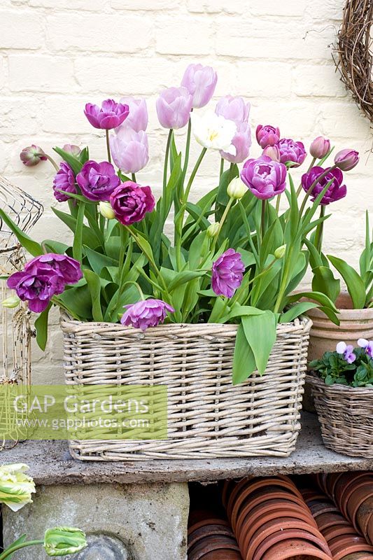 Tulips in wicker basket - Tulipa 'Blue Diamond', T. 'Candy Prince' and T. 'Mount Tacoma'