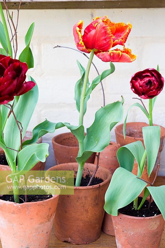 Tulips displayed in terracotta pots in greenhouse - Parrot tulips 'Fantasy' 