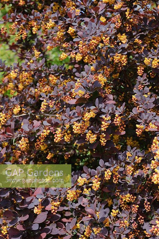 Berberis x ottawensis f. purpurea 'Superba'