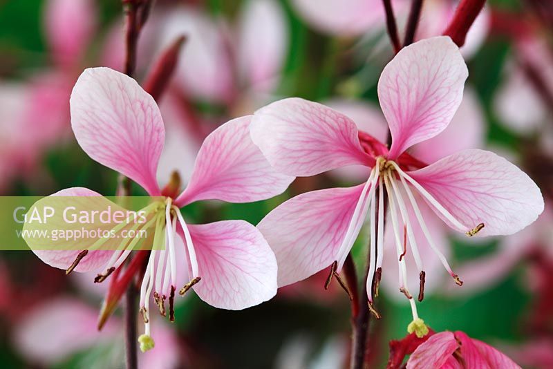 Oenothera lindheimeri Cherry Brandy 'Gauchebra' syn Gaura lindheimeri 