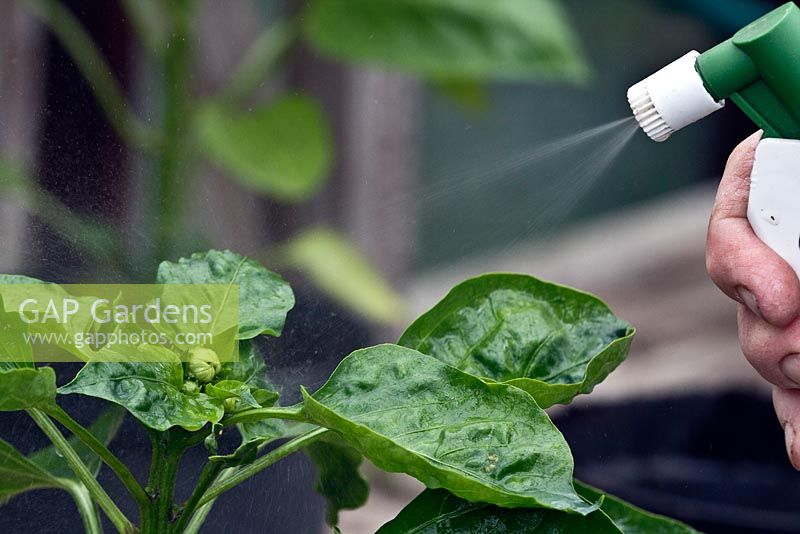 Spraying soft soap aphids on a green pepper plant 