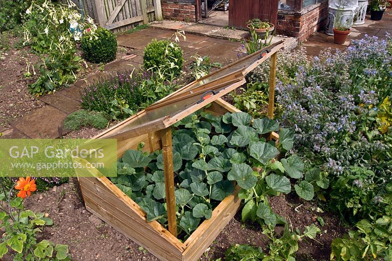 Wooden cold frames with Melons in a kitchen garden