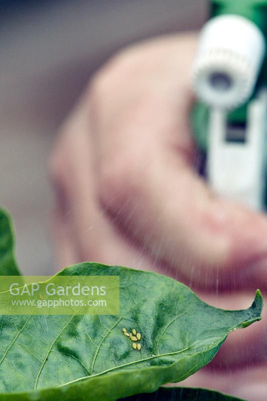 Spraying Aphids on a Capsicum - Green Pepper leaf using soft soap