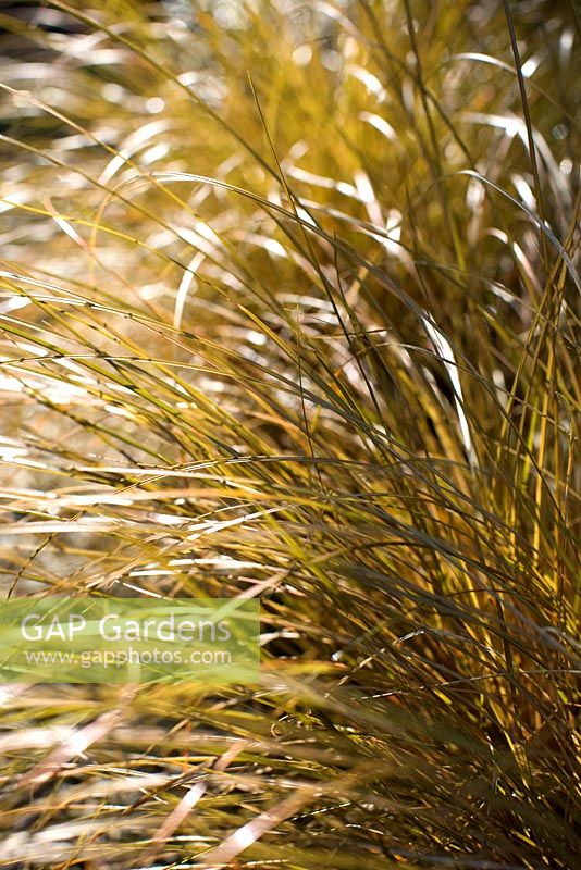 Carex comans Bronze form - Sedge