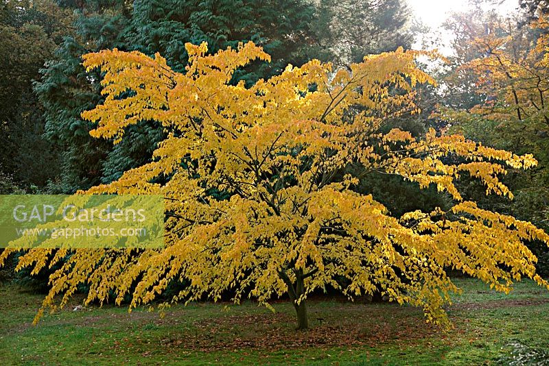 Acer crataegifolium 'Veitchii' 