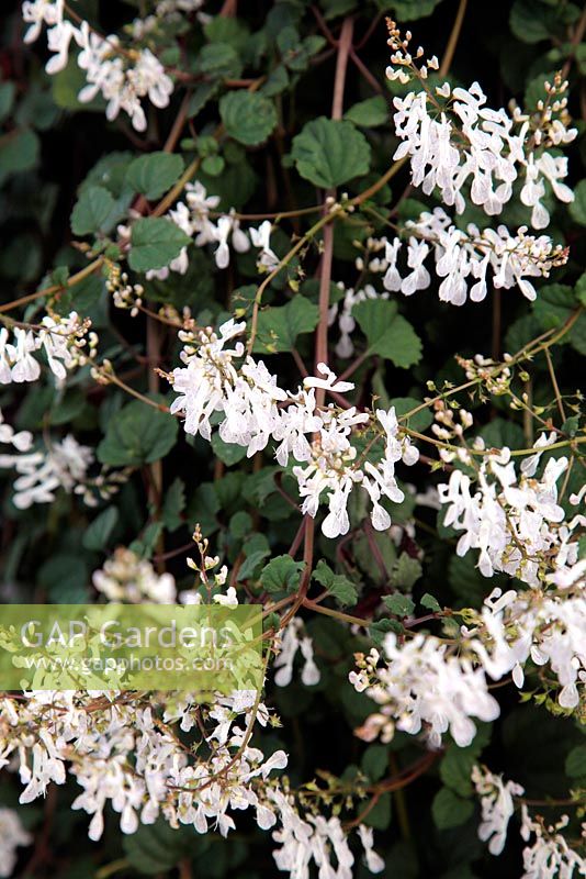 Plectranthus ciliatus 