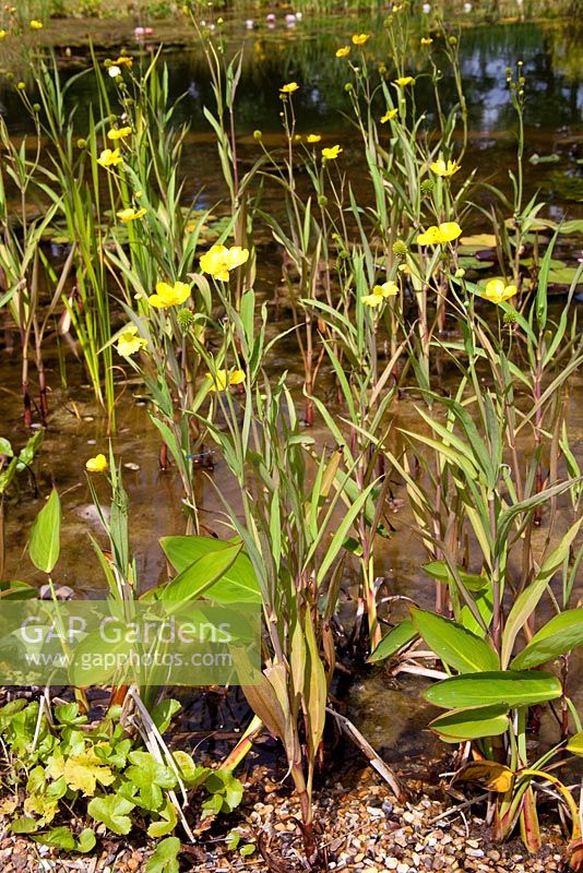 Marginal plants in a regeneration or cleaning zone of a natural swimming pool 