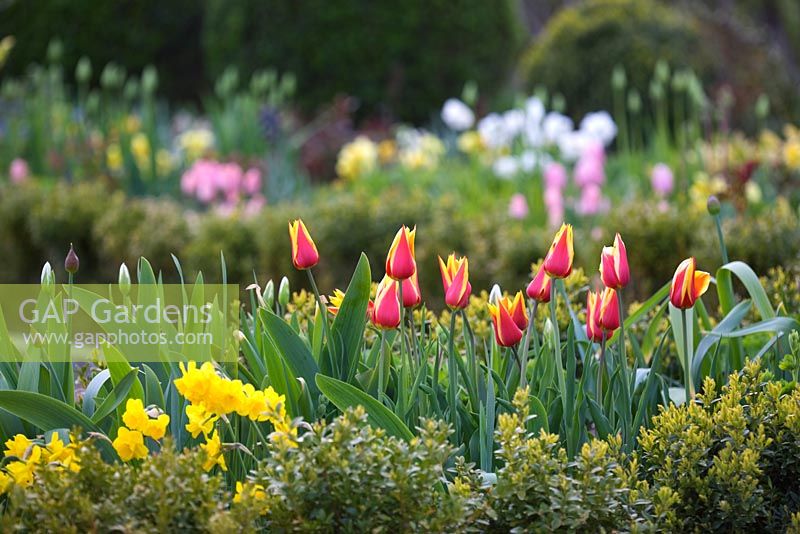 Tulipa 'Synaeda King', Tulipa 'Happy Generation', Narcissus and Allium in border lined with clipped buxus hedge and Box Balls - Slottsträdgården Malmö, Sweden
