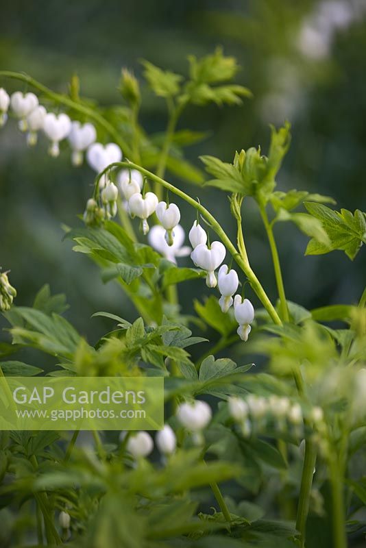 Lamprocapnos spectabilis 'Alba'