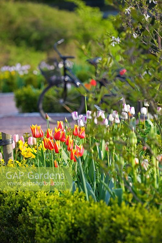 Tulipa 'Synaeda King', Tulipa 'Shirley' , Narcissus and Allium in border lined with clipped buxus hedge - Slottsträdgården, Malmö, Sweden