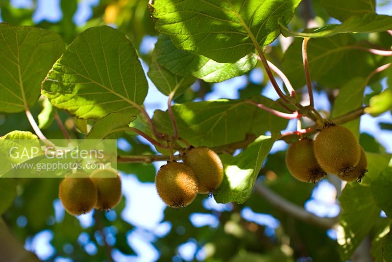 Actinidia - Kiwi Fruits