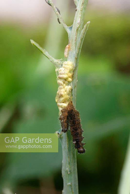 Pieris brassicae - Large white caterpillar being parasitised by Ichneuman fly