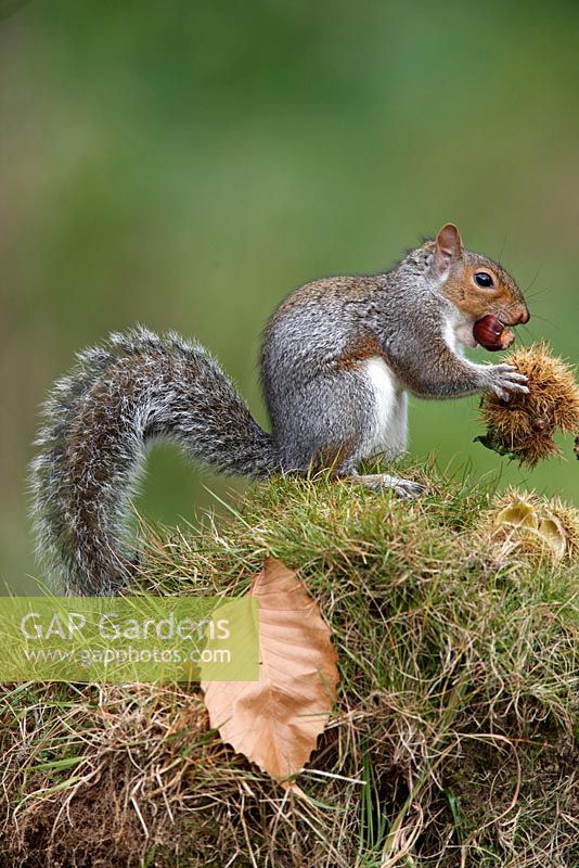 Scuirus carolinensis - Grey squirrel eating sweet chestnuts