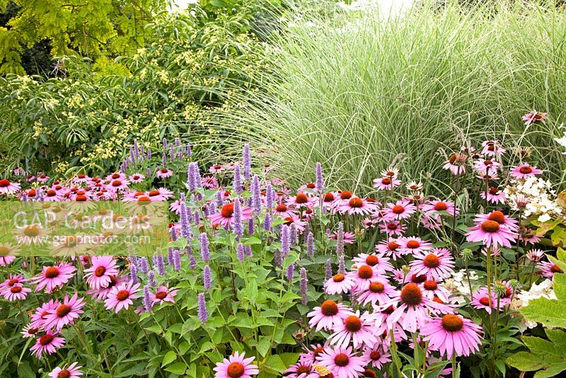 Miscanthus 'Morning Light', Echinacea purpurea and Agastache 