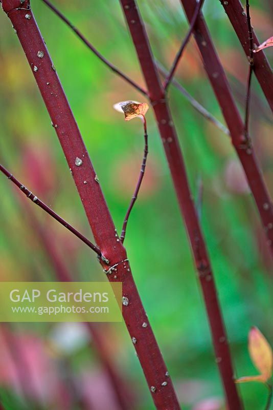 Cornus alba 'Kesselringii' - Red Barked Dogwood