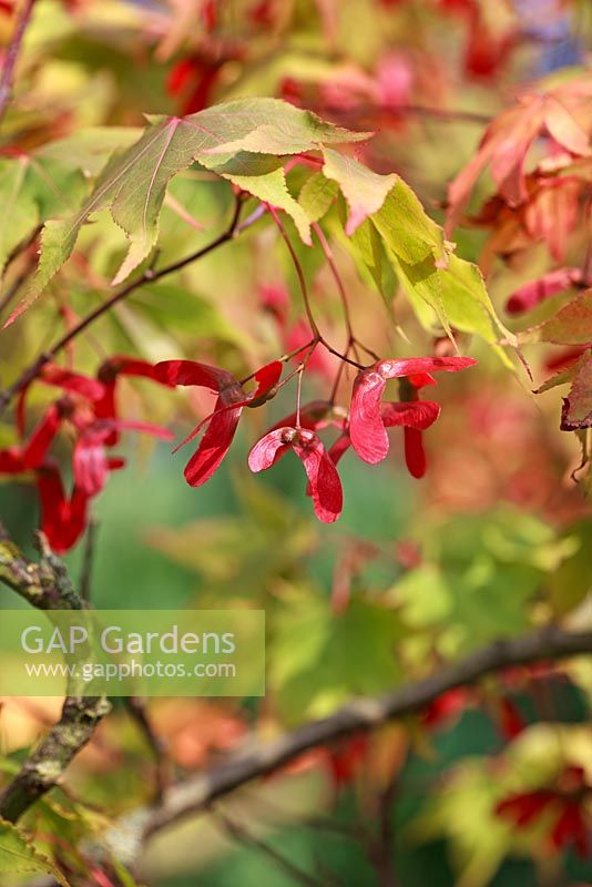 Winged seeds of Acer palmatum 'Osakazuki' in October