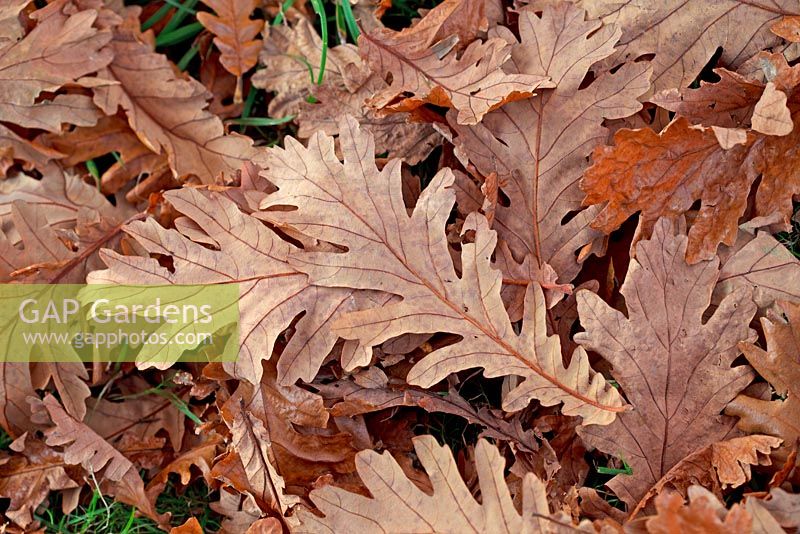 Fallen leaves of Quercus frainetto - Hungarian Oak