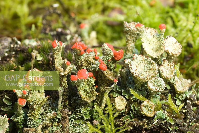 Cladonia - Pixie cup lichen with red apothecia, fruiting bodies