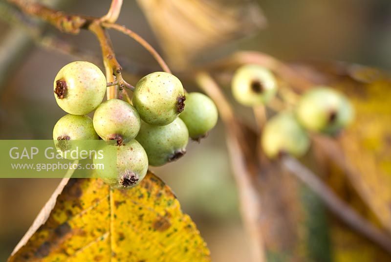 Sorbus hedlundii 