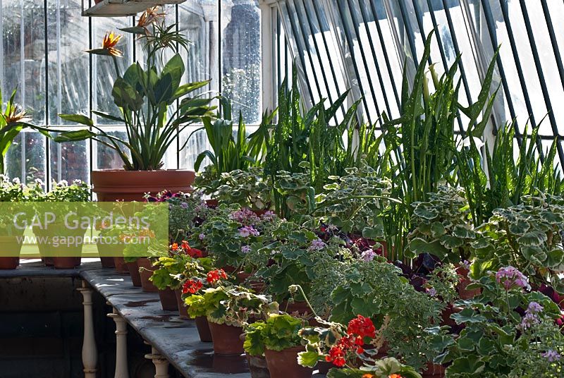 Mixed Pelargoniums in terracotta pots with Arum and Strelitzia reginae inside the victorian greenhouse - Osborne House, Isle of Wight