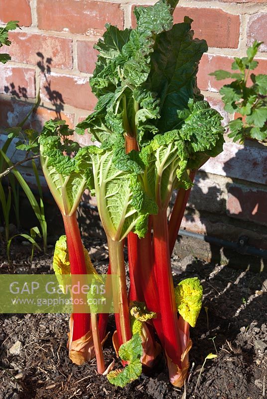 Forced Rhubarb 'Timperley Early' in morning sun