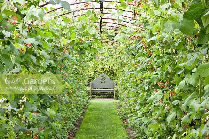 Phaseolus - Runner beans in tunnel
