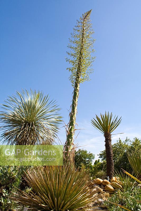 Yucca whipplei Subsp. parishii flowering in tropical garden 