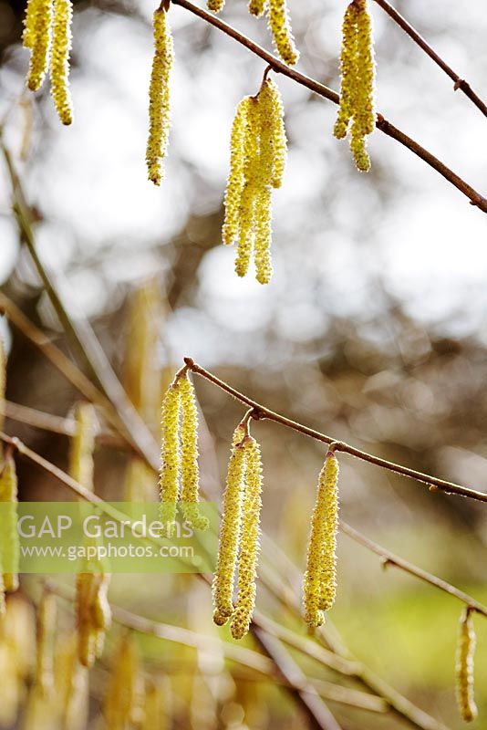 Corylus 'Gustav's Zeller' in early spring with catkins