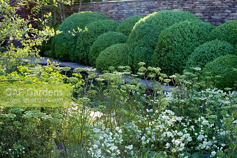 Astrantia major 'White Giant' and Cenolophium denudatum - The Laurent-Perrier Garden, Gold medal winner, RHS Chelsea Flower Show 2010 