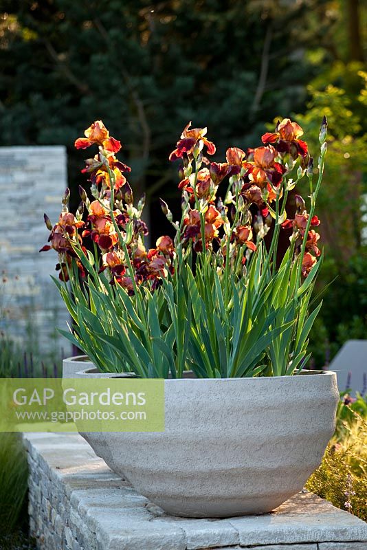 Iris 'Action Front' in stone containers - The Daily Telegraph Garden, RHS Chelsea Flower Show 2010