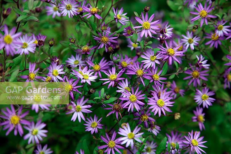 Aster trinervius 'Scaberulus' syn Aster trinervius syn Aster scaberulus in late autumn