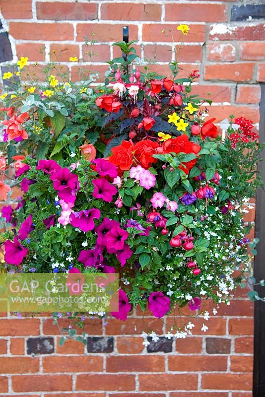 GAP Gardens - Hanging basket with Petunia,Lobelia, Begonia, Bidens and ...