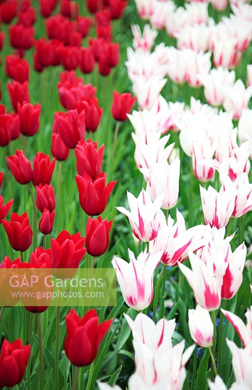 Tulipa 'Red Shine' and 'Ballade'