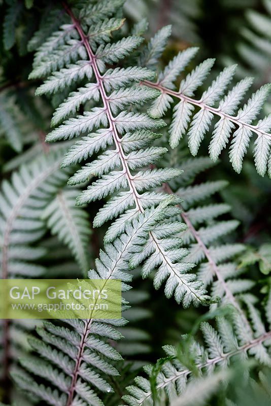 Athyrium niponicum 'Branford Beauty'