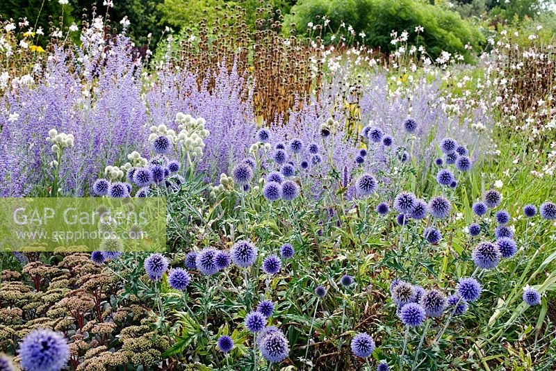 Echinops ritro 'Veitch's Blue' with Perovskia atriplicifolia 'Little Spire' and Sedum 'Matrona' at RHS Gardens Wisley