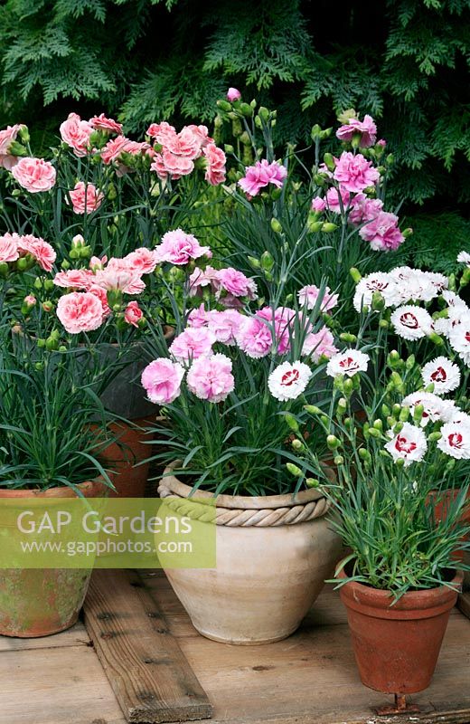 Dianthus 'Coconut Sundae' with 'Iced Gem' and 'Coral Reef' in clay pots