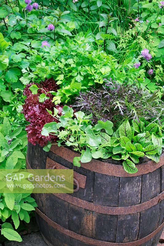 Salad leaves and herbs growing in a barrel - Rumex sanguineus and Rumex scutatus, Oriental mustard 'Ruby Streaks', Coriandrum sativum and lettuce 'Lollo Rosso' 