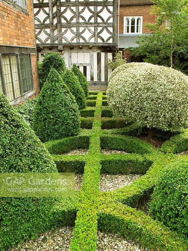 Clipped, variegated Rhamnus alaternus 'Argenteovariegata', set in a pattern of clipped box hedging that reflects the pattern on the timber building behind - Lord Leycester Hospital, Warwick 
                     