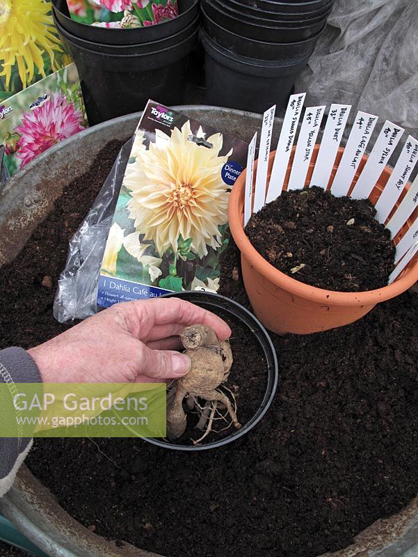 Potting up Dahlia tubers to grow on in the greenhouse before planting out in early June                               