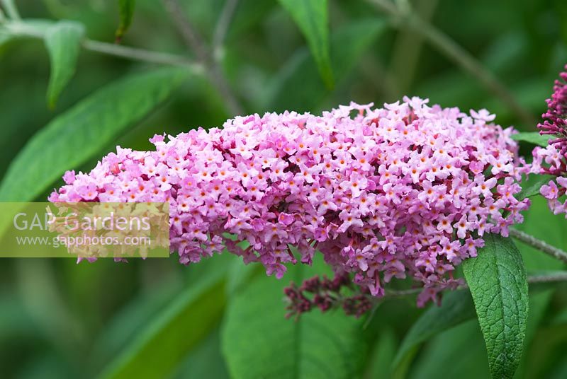 Buddleja davidii 'Pink Delight'