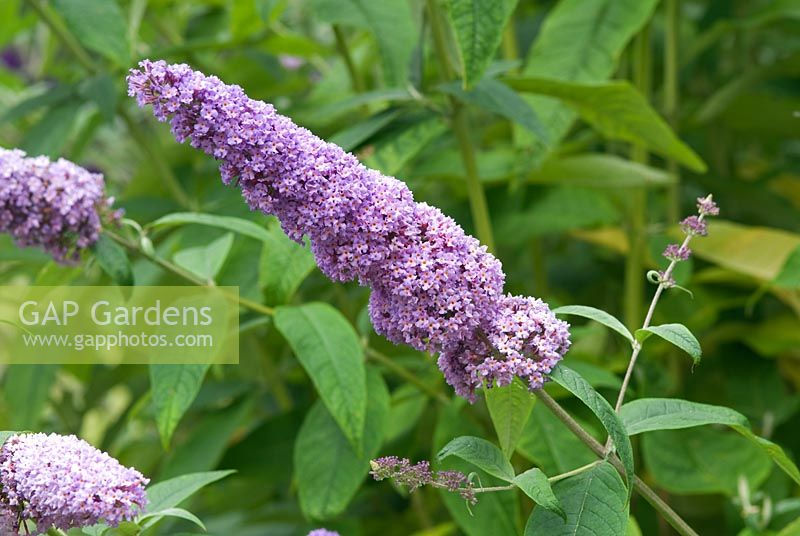 Buddleja davidii 'Orchid Beauty'